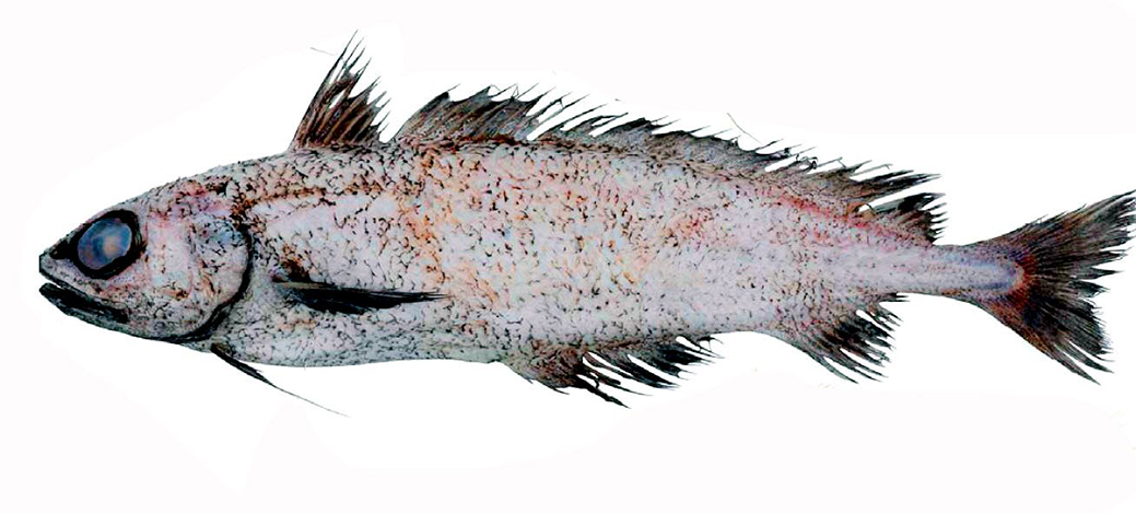 Mora moro_05556.jpg